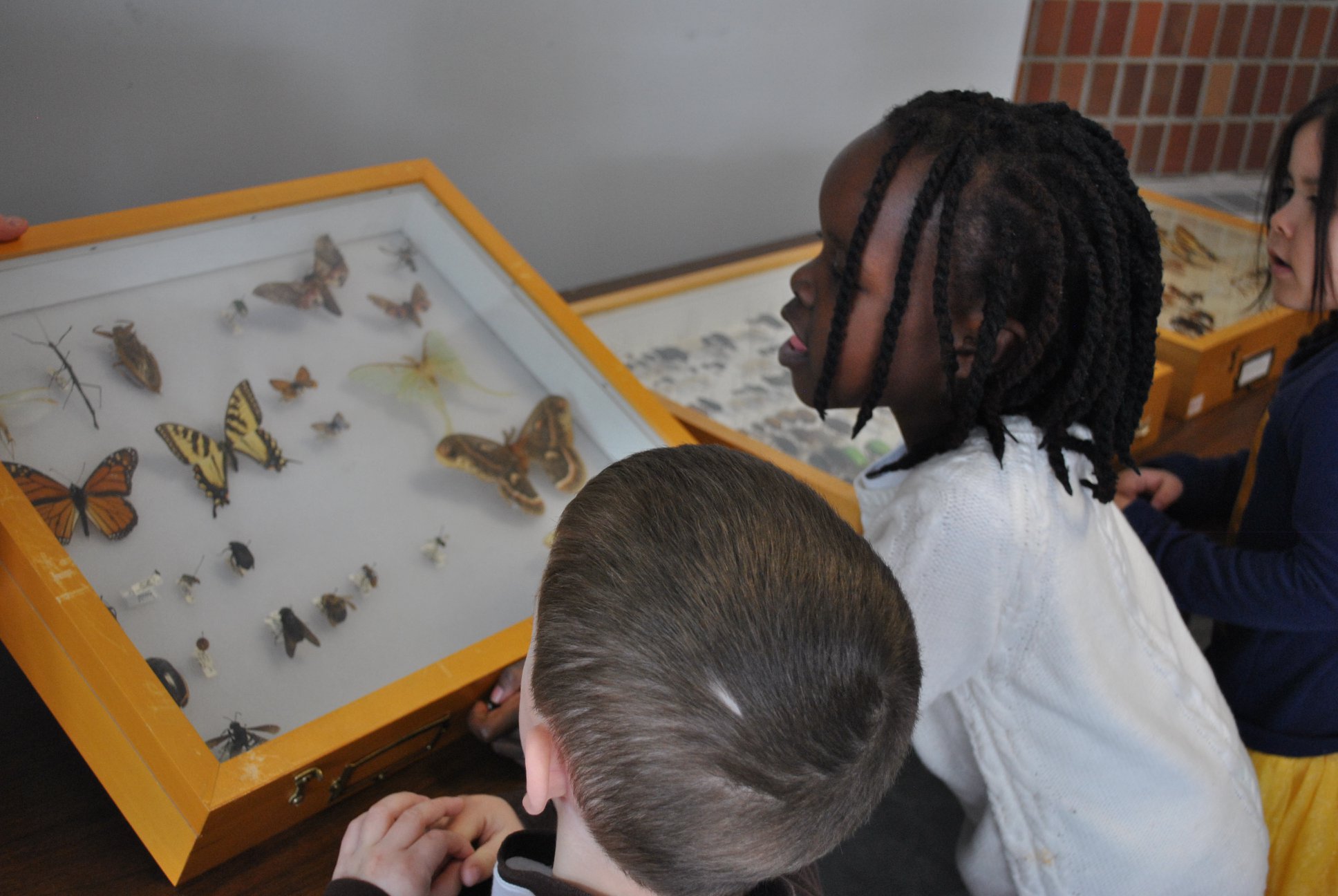 Picture of children looking at butterfly collection